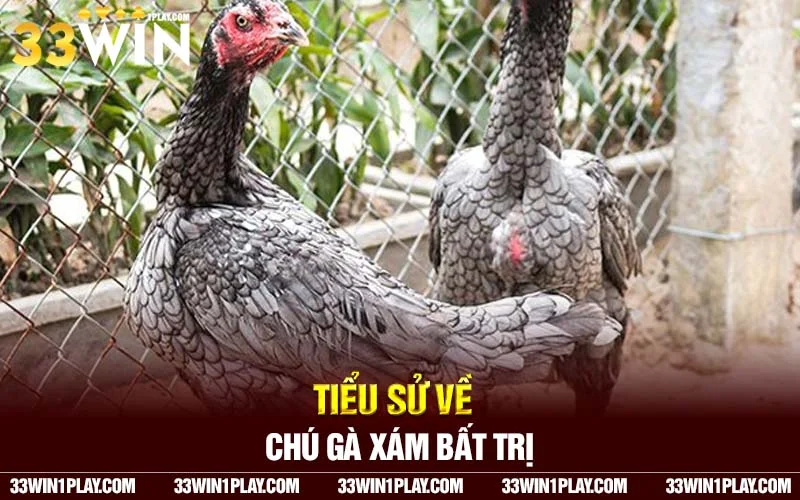 Tiểu sử về chú gà Xám Bất trị