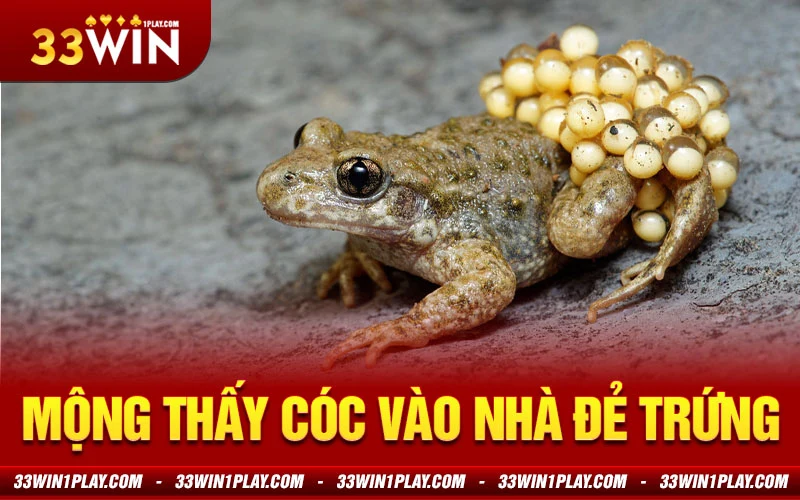 Mộng thấy cóc vào nhà đẻ trứng