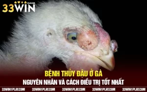 Bệnh thủy đậu ở gà – Nguyên nhân và cách điều trị tốt nhất