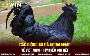 Các giống gà đá ngoại nhập về Việt Nam – Tìm hiểu chi tiết