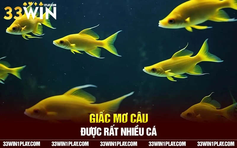 Giấc mơ câu được rất nhiều cá