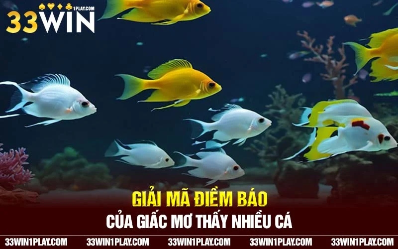 Giải mã điềm báo của giấc mơ thấy nhiều cá