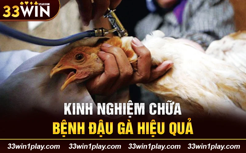 Kinh nghiệm chữa bệnh đậu gà hiệu quả