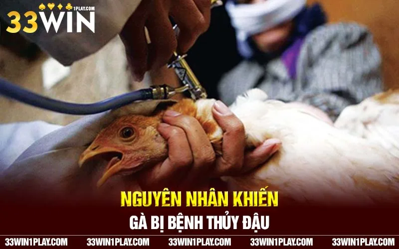 Nguyên nhân khiến gà bị bệnh thủy đậu