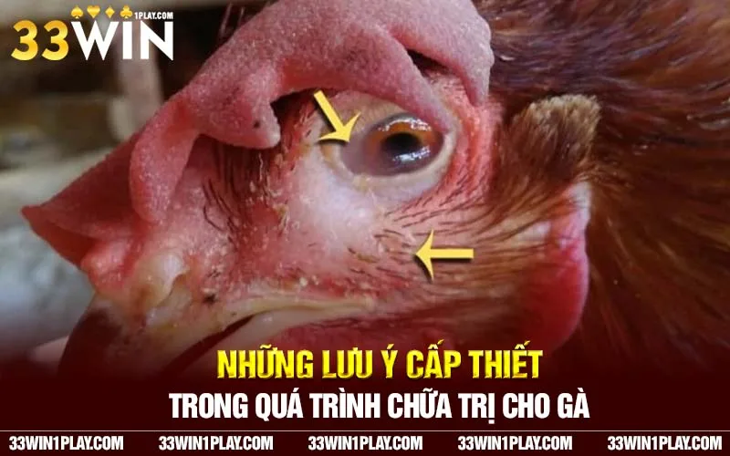 Những lưu ý cấp thiết trong quá trình chữa trị cho gà