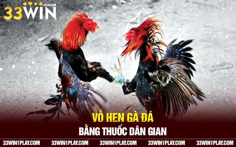 Vỗ hen gà đá bằng thuốc dân gian