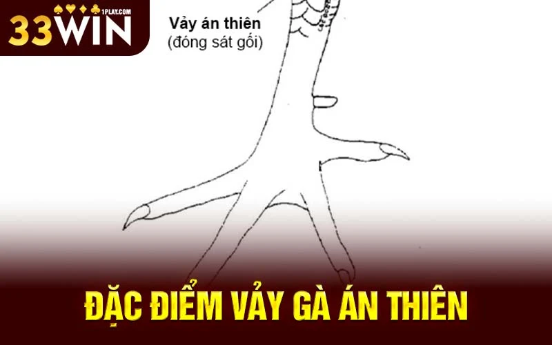 Đặc điểm vảy gà Án Thiên