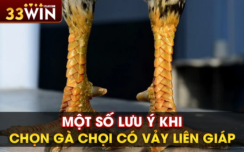 Một số lưu ý khi chọn gà chọi có vảy liên giáp