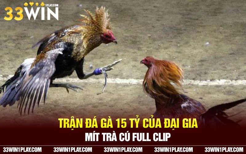 Trận đá gà 15 tỷ của Đại gia Mít Trà Cú Full Clip