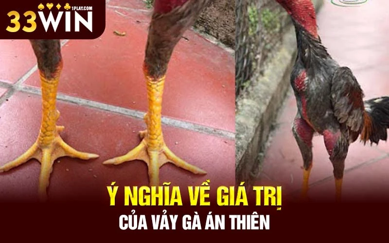 Ý nghĩa về giá trị của vảy gà Án Thiên