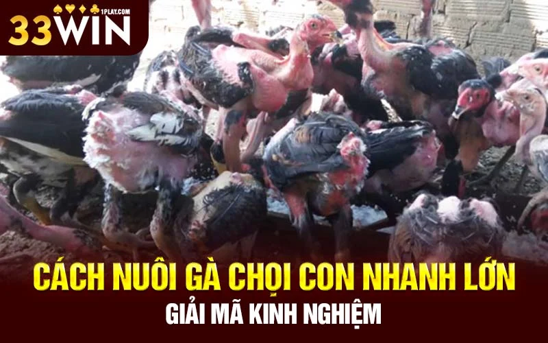 Cách nuôi gà chọi con nhanh lớn – Giải mã kinh nghiệm